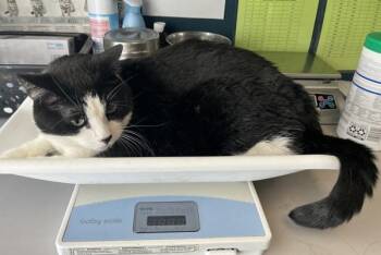 Baby Kitty -  Domestic Short Hair Cat for Adoption in Salt Lake City, Utah - Baby Kitty | PetCurious