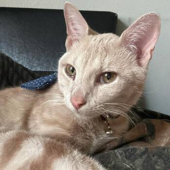 Leo -  Domestic Short Hair Cat for Adoption in Naperville, Illinois - Leo | PetCurious