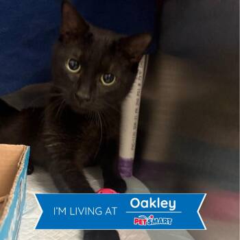 Midnight Rose -  Domestic Short Hair Cat for Adoption in Cincinnati, Ohio - Midnight Rose | PetCurious