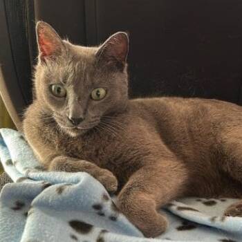 Russian Blue Cats Available for Adoption - Aira  | PetCurious