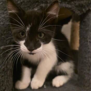 Frikadelle -  Domestic Short Hair Cat for Adoption in Washougal, Washington - Frikadelle | PetCurious