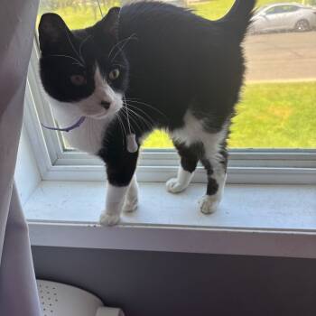 Rescue Domestic Short Hair Cats for Adoption in Buffalo, Minnesota - Lottie *Meet Me At Eagan Petsmart* | PetCurious