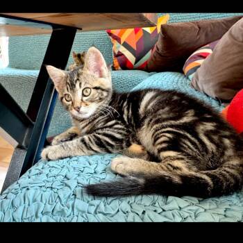 Cedar -  Domestic Short Hair Cat for Adoption in Ashland, Oregon - Cedar | PetCurious