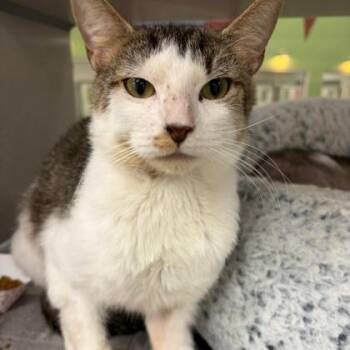 Domestic Short Hair Cats Available for Adoption - Ripley | PetCurious