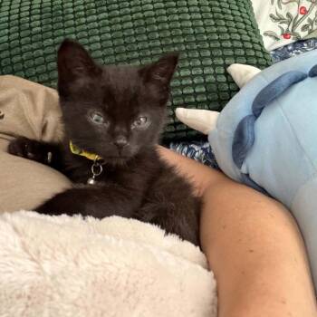 Luigi -  Domestic Short Hair Cat for Adoption in West Olive, Michigan - Luigi | PetCurious