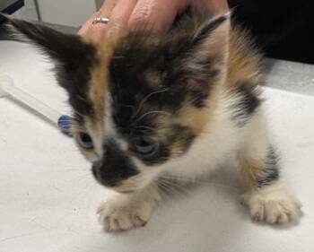 Pen 4 Lily-Mae -  Domestic Short Hair Cat for Adoption in Lawrenceville, Georgia - Pen 4 Lily-Mae | PetCurious