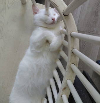 Rescue Domestic Short Hair Cats for Adoption in Naples, Florida - Landshark | PetCurious