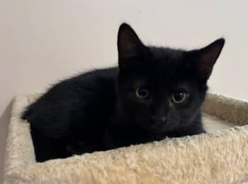 Rescue Domestic Short Hair Cats for Adoption in Breinigsville, Pennsylvania - Betty | PetCurious