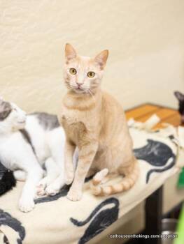 Rescue Domestic Short Hair Cats for Adoption in Parlier, California - Muffin | PetCurious