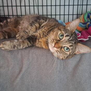 Domestic Short Hair Cats Available for Adoption in Chicago, Illinois - Longfield | PetCurious