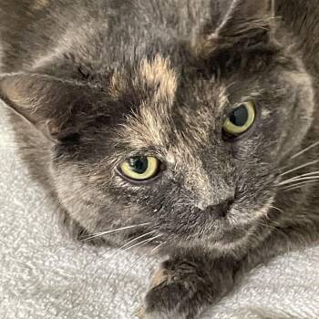 Ms Smokey -  Domestic Short Hair Cat for Adoption in Philadelphia, Pennsylvania - Ms Smokey | PetCurious