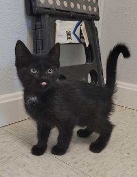 DARK -  Domestic Short Hair Cat Available for Adoption in Sandusky, Ohio - DARK | PetCurious