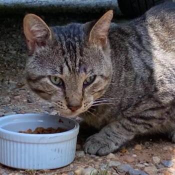 Brent -  Domestic Short Hair Cat for Adoption in Winchester, Virginia - Brent | PetCurious