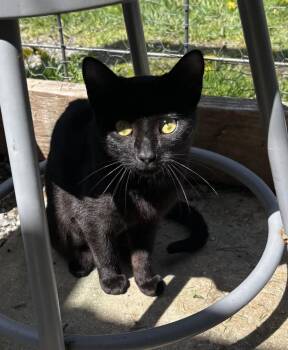 EVIE -  Domestic Short Hair Cat for Adoption in New Woodstock, New York - EVIE | PetCurious
