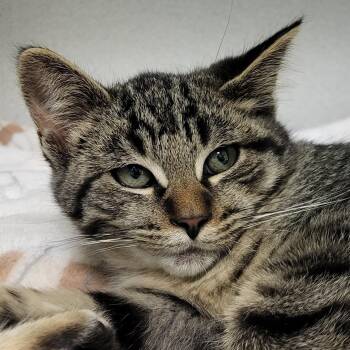 Rescue Domestic Short Hair Cats for Adoption in Grayslake, Illinois - Frass | PetCurious