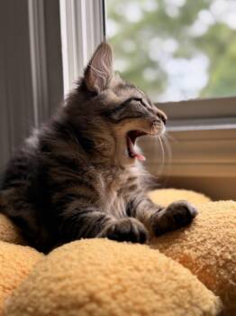 Caspian -  Domestic Long Hair Cat for Adoption in Duxbury, Massachusetts - Caspian | PetCurious
