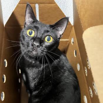 Domestic Short Hair Cats Available for Adoption in Tampa, Florida - Zebra | PetCurious