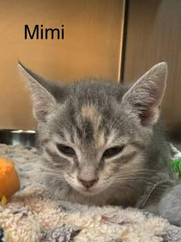 Domestic Short Hair Cats Available for Adoption in St. George, Utah - Mimi | PetCurious