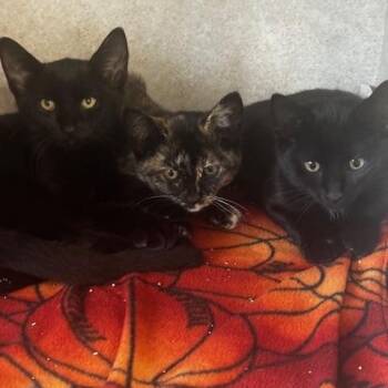 Alvez and Gideon -  Domestic Short Hair Cat for Adoption in Hutchinson, Minnesota - Alvez And Gideon | PetCurious