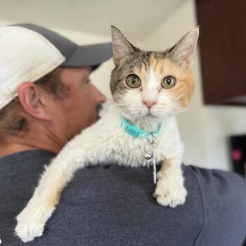 Domestic Short Hair Cats Available for Adoption in Ramona, California - DeeDee | PetCurious
