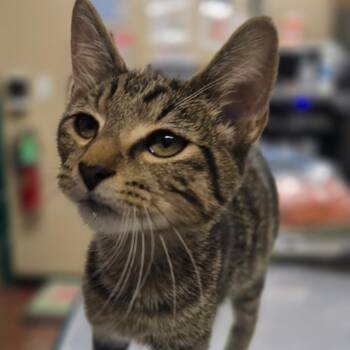 Bob -  Domestic Short Hair Cat for Adoption in Pauls Valley, Oklahoma - Bob | PetCurious