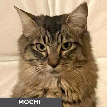 Domestic Medium Hair Cats Available for Adoption - Mochi | PetCurious