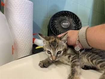 A232351 -  Domestic Short Hair Cat for Adoption in Grand Prairie, Texas - A232351 | PetCurious
