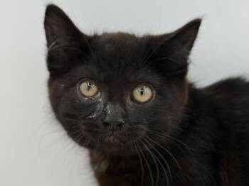 Alyssa -  Domestic Short Hair Cat for Adoption in Portland, Oregon - Alyssa | PetCurious