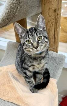 Sardine -  Domestic Short Hair Cat for Adoption in Medina, Ohio - Sardine | PetCurious