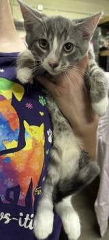 LOUIS DU LAC -  Domestic Short Hair Cat for Adoption in Pensacola, Florida - LOUIS DU LAC | PetCurious