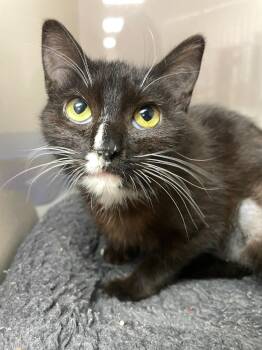 Domestic Short Hair Cats Available for Adoption - Drama | PetCurious