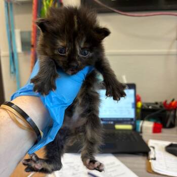 Capri Sun -  Domestic Short Hair Cat for Adoption in Columbiana, Alabama - Capri Sun | PetCurious