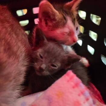 Kale -  Domestic Short Hair Cat for Adoption in Mt. Juliet, Tennessee - Kale | PetCurious