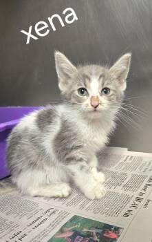 Xena -  Domestic Short Hair Cat for Adoption in Sullivan, Indiana - Xena | PetCurious