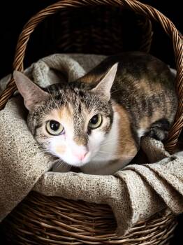 Rescue Domestic Short Hair Cats for Adoption in Rossville, Maryland - Marcia | PetCurious