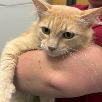 Winston -  Domestic Medium Hair Cat for Adoption in Columbiana, Alabama - Winston | PetCurious