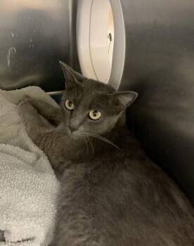 Taffeta -  Domestic Short Hair Cat for Adoption in Santa Rosa, California - Taffeta | PetCurious