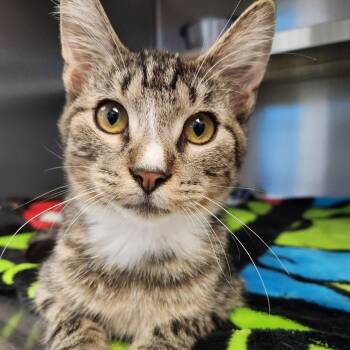 Bonjovi -  Domestic Short Hair Cat for Adoption in Liberty, Missouri - Bonjovi | PetCurious