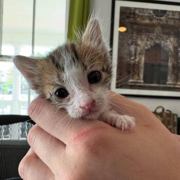 Domestic Short Hair Cats Available for Adoption in San Antonio, Texas - Tiger | PetCurious