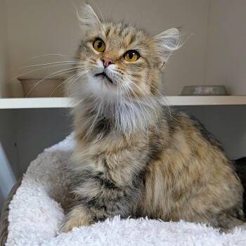 Xena -  Domestic Long Hair Cat for Adoption in Accident, Maryland - Xena | PetCurious