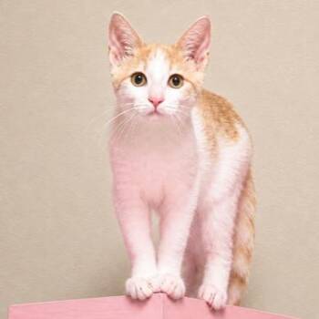 CUDDLY CREMA - TURKISH VAN GIRL -  Turkish Van Cat for Adoption in Oakwood, Georgia - CUDDLY CREMA - TURKISH VAN GIRL | PetCurious