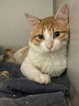 Creamsicle -  Domestic Short Hair Cat for Adoption in Ferndale, Michigan - Creamsicle | PetCurious