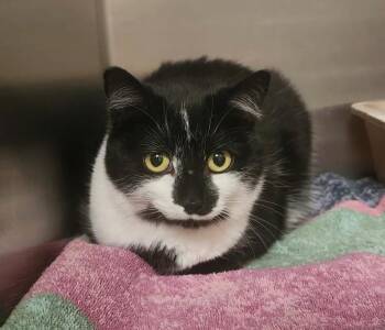 Domestic Short Hair Cats Available for Adoption in Houghton Lake, Michigan - Chloe | PetCurious