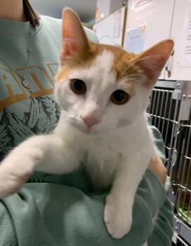 Freddie -  Domestic Short Hair Cat for Adoption in Wetaskiwin, Alberta - Freddie | PetCurious