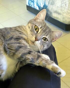 Amara -  Tabby Cat for Adoption in Alameda, California - Amara | PetCurious