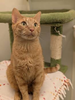 Milo -  Domestic Short Hair Cat for Adoption in Tilton, Illinois - Milo | PetCurious
