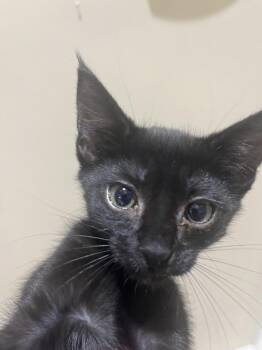 Rebel -  American Shorthair Cat for Adoption in Tampa, Florida - Rebel | PetCurious