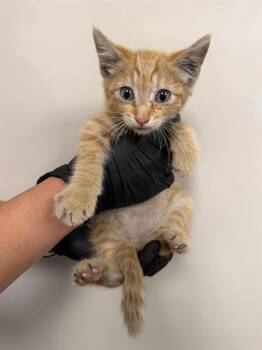 OJ -  Domestic Short Hair Cat for Adoption in Ontario, California - OJ | PetCurious
