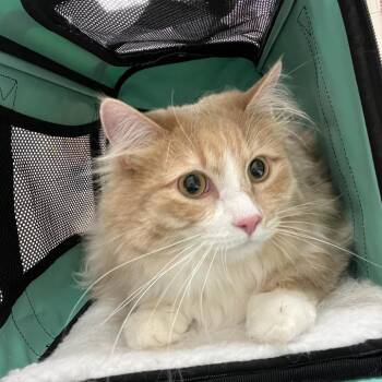 Chapa -  Domestic Long Hair Cat for Adoption in Murray, Utah - Chapa | PetCurious