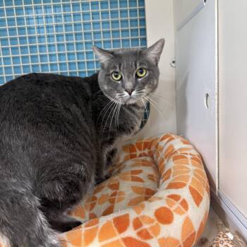 Bear -  Tabby Cat for Adoption in Las Vegas, Nevada - Bear | PetCurious